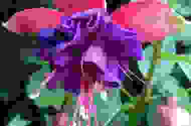 Come coltivare e curare la pianta di fucsia al meglio: la guida pratica