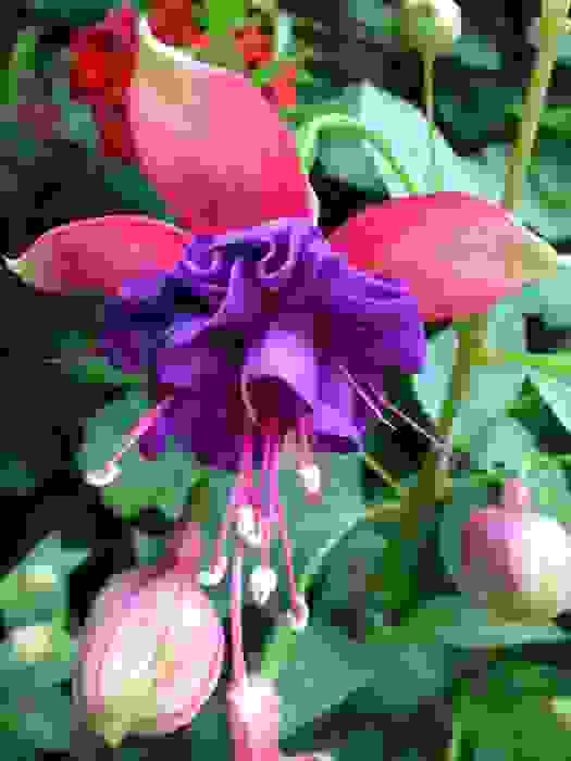 fucsia pianta