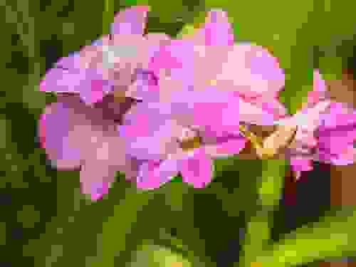 L'orchidea dendrobium