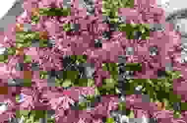 Loropetalum: un sempreverde tutto da conoscere