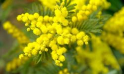 Mimosa: varietà, coltivazione e fioritura