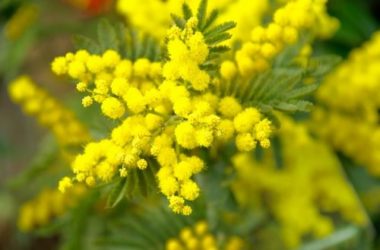 Mimosa: varietà, coltivazione e fioritura