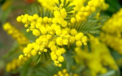 Mimosa: varietà, coltivazione e fioritura
