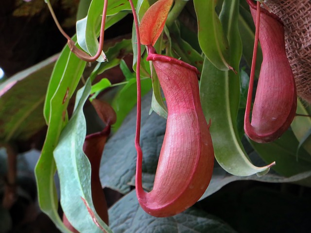 Nepenthes piante carnivore