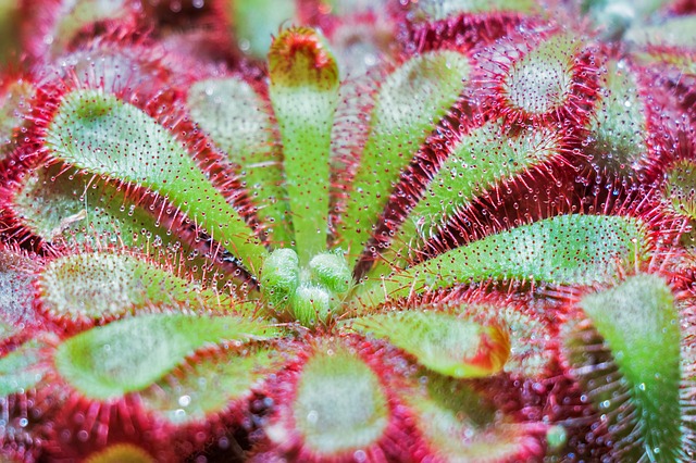 piante carnivore Drosera