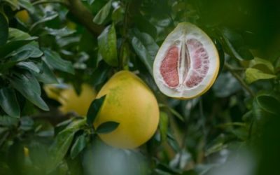 Guida alle proprietà ed ai benefici del pomelo, un agrume originario del Portorico