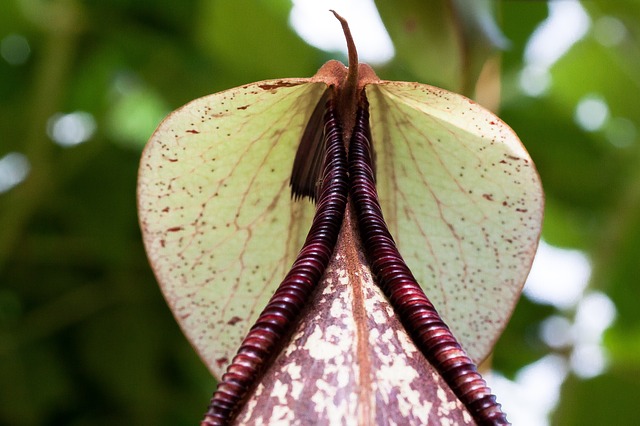 Sarracenie piante carnivore