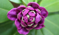 Rododendro: varietà, cura e altre cose da sapere