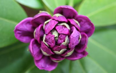 Rododendro: varietà, cura e altre cose da sapere