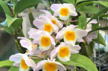 Come curare un’orchidea in casa e in balcone: consigli e idee