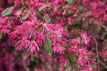 Loropetalum: un arbusto sempreverde ideale per abbellire il giardino