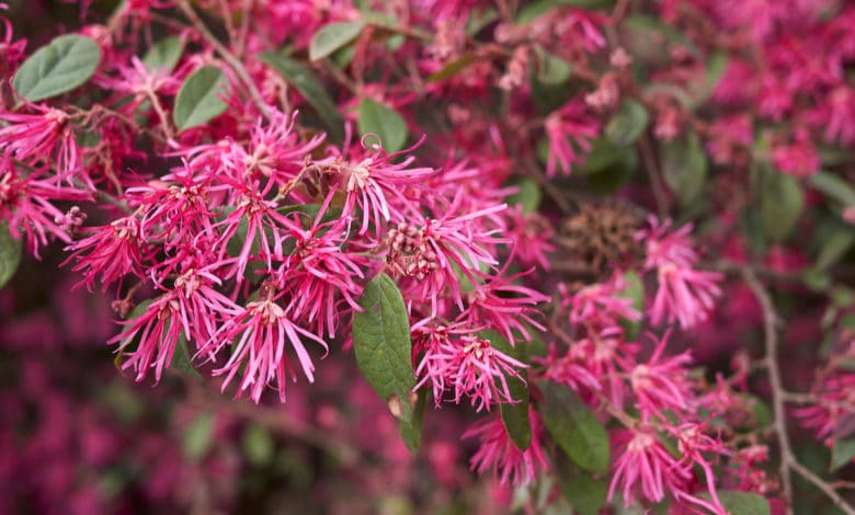 Loropetalum