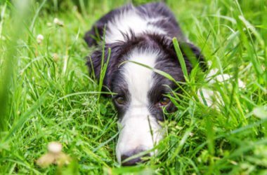 Perché i cani mangiano l’erba? Alcune spiegazioni…