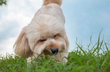 Perché i cani mangiano l’erba? Alcune spiegazioni…