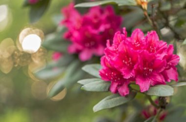 Guida al rododendro: coltivazione e cose da sapere sull’albero delle rose