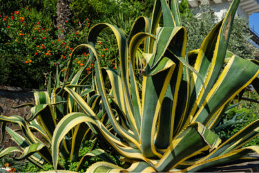 Agave: un genere di piante succulenti tutto da scoprire