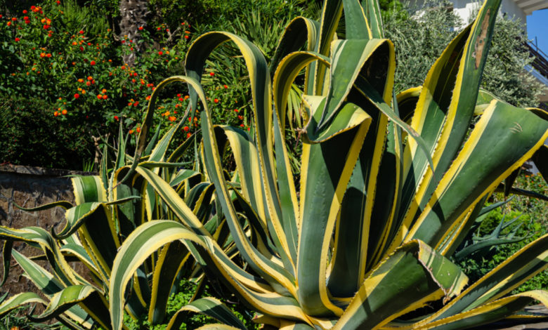 agave americana