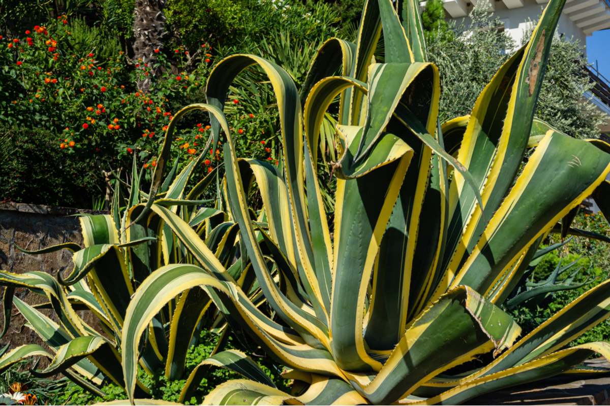 Agave: propriet, utilizzi, variet e guida alla coltivazione
