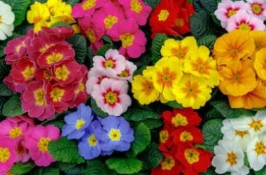 Tutto sulla primula, un’altra pianta che annuncia la primavera