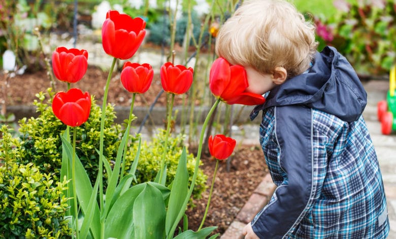 come coltivare i tulipani