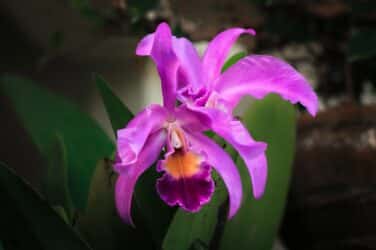 Tutti hanno fatto morire un orchidea: questo metodo le tiene vive per anni