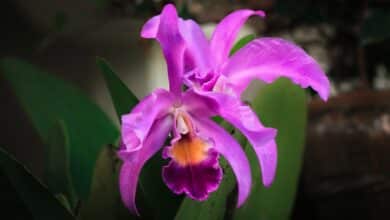 Come coltivare orchidee