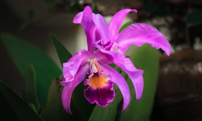 Come coltivare orchidee