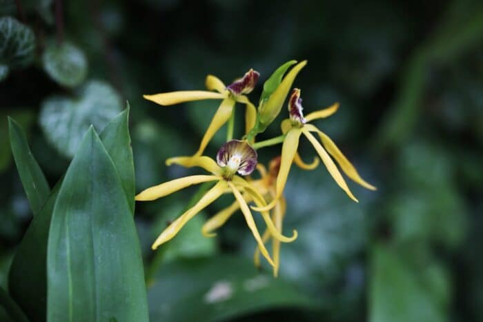 Cura dell'orchidea