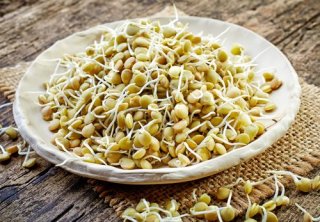 germes de lentilles