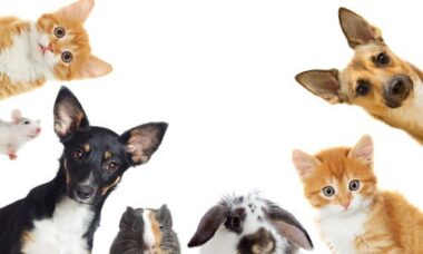 Come curare gli animali domestici in modo naturale