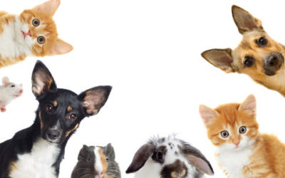 Come curare gli animali domestici in modo naturale