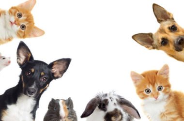 Come curare gli animali domestici in modo naturale