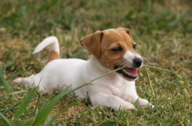 Voici pourquoi les chiens mangent de l'herbe : les hypothèses communément acceptées