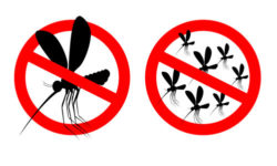 Rimedi naturali contro le zanzare: quali sono