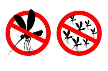 Rimedi naturali contro le zanzare: quali sono