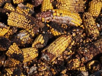 Aflatossine, cosa sono e quali sono i rischi per la salute