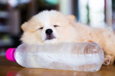 Il decalogo per proteggere il nostro cane dal caldo e dall’afa