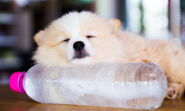 come proteggere il cane dal caldo e dall'afa