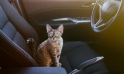 Viaggiare con il gatto: alcuni utili consigli