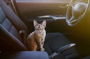 Viaggiare con il gatto: alcuni utili consigli