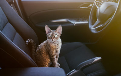 Viaggiare con il gatto: alcuni utili consigli