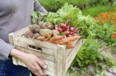 Orto in casa: come coltivare in casa frutta, verdura e altro