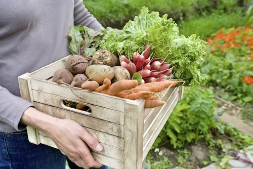 Orto in casa: come coltivare in casa frutta, verdura e altro