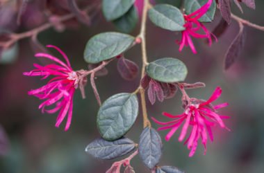 Loropetalum: un sempreverde tutto da conoscere