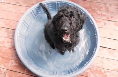 Come proteggere il nostro cane dal caldo e dall’afa?