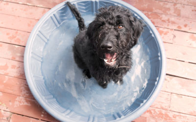 Come proteggere il nostro cane dal caldo e dall’afa?