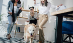 Portati il cane in ufficio e lavorerai meglio!