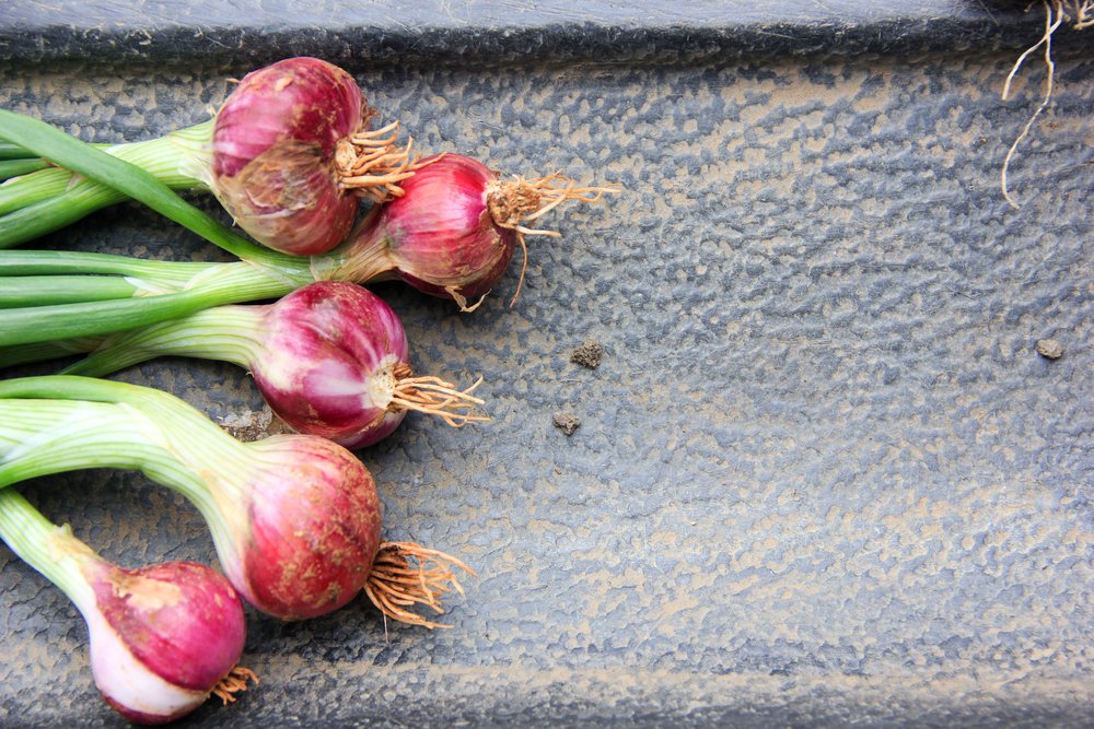 Scalogno proprietà, benefici e utilizzi di pianta e bulbo Scalogno proprietà, benefici e utilizzi di pianta e bulbo