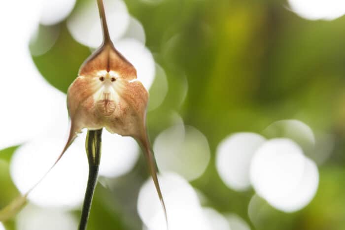cura dell'orchidea