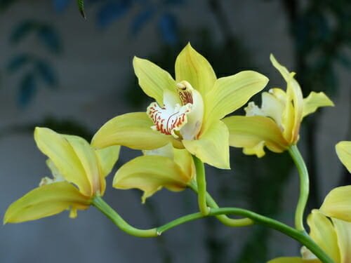 L'orchidea cymbidium